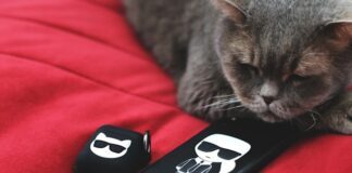 Katze mit Karl Lagerfeld Merch