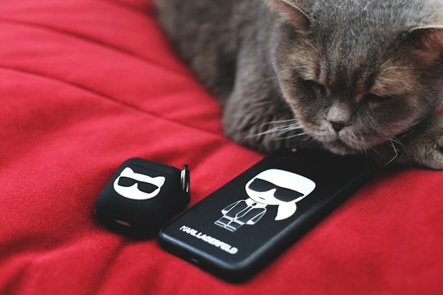 valery-fedotov-Hxri0K3cr3A-unsplash Katze mit Karl Lagerfeld Merch